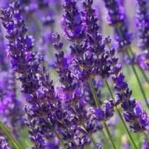 Лаванда сорта «Hidcote»