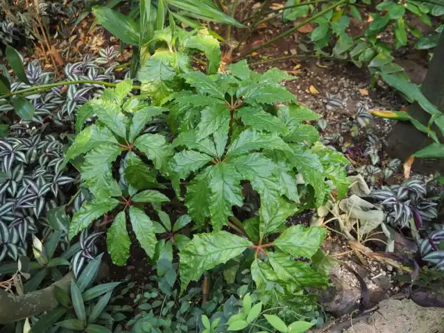 Каролинолистная бегония (В. carolineifolia Regel).