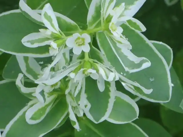 Молочай окаймленный (Euphorbia marginata)