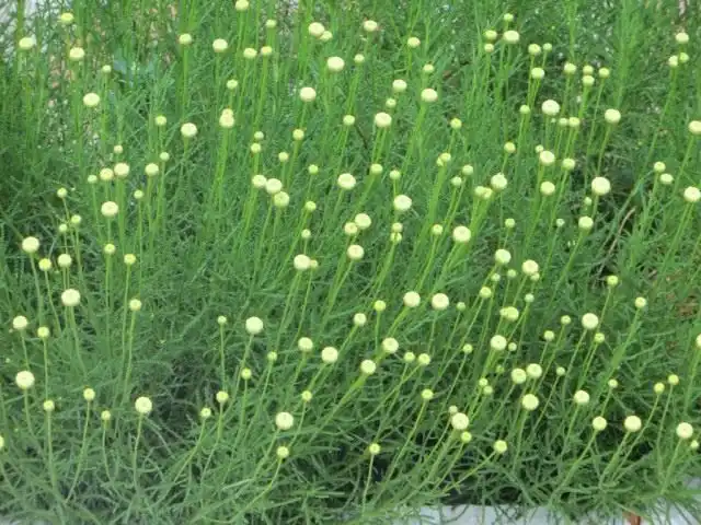 Сантолина кустарник