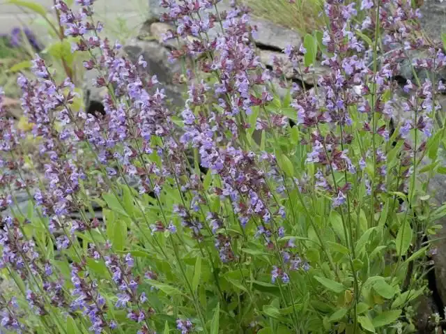 Шалфей лекарственный (Salvia officinalis)