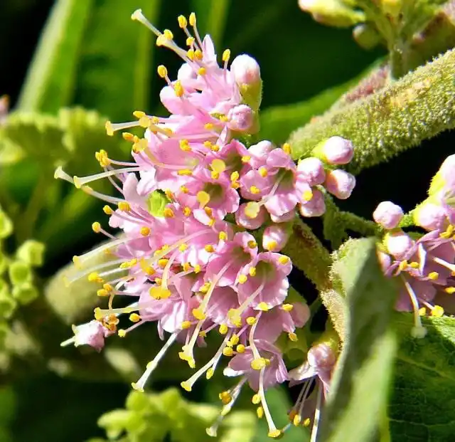 Соцветия красивоплодника американского