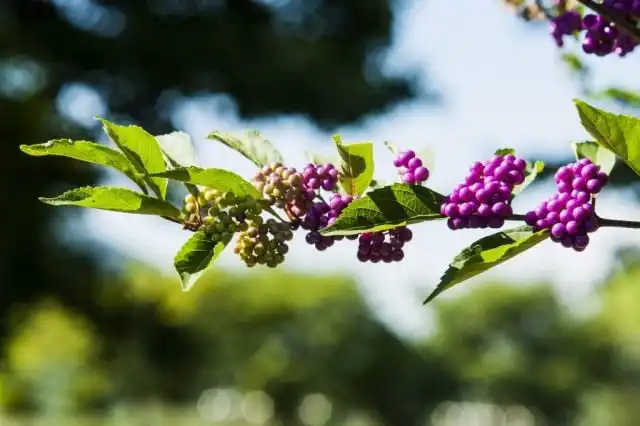 Ветвь красивоплодника вильчатого