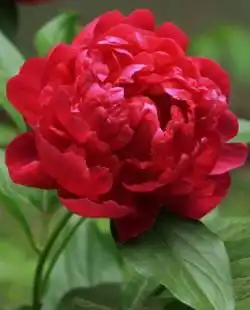 Пион «Paul Wight»