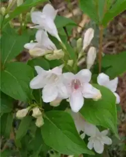 Вейгела «Бристол Сноуфлейк»