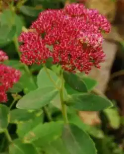 Седум "Осенняя радость"