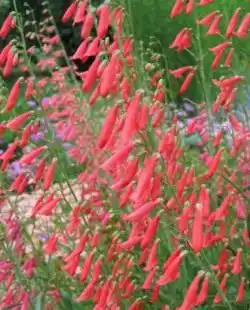 Ландшафтный дизайнер А.Сапелин