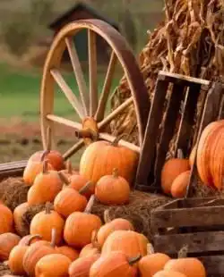 Тыква как дополнительный декор