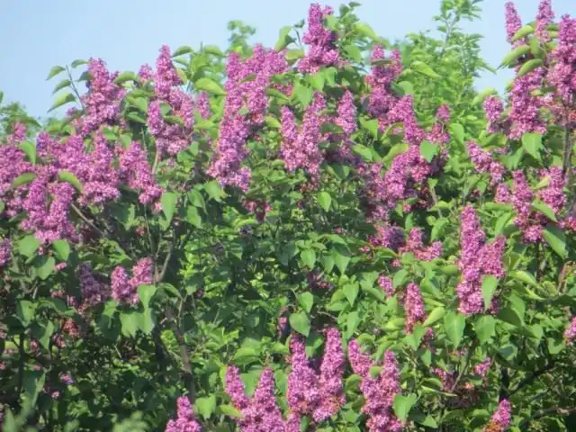 Бузок: догляд, обрізка,