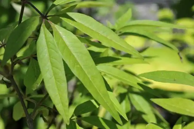 Витекс священный, или Авраамово дерево, или Монашеский перец