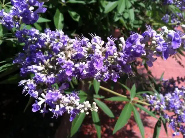 Витекс священный, или Авраамово дерево, или Монашеский перец