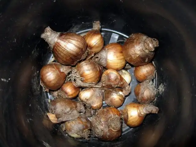 Луковицы нарциссов