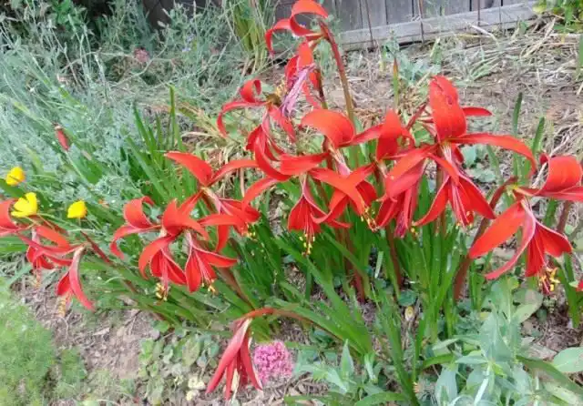 Спрекелия в саду