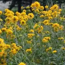 Рудбекия рассечённая