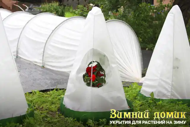 Як вкривати троянди на зиму