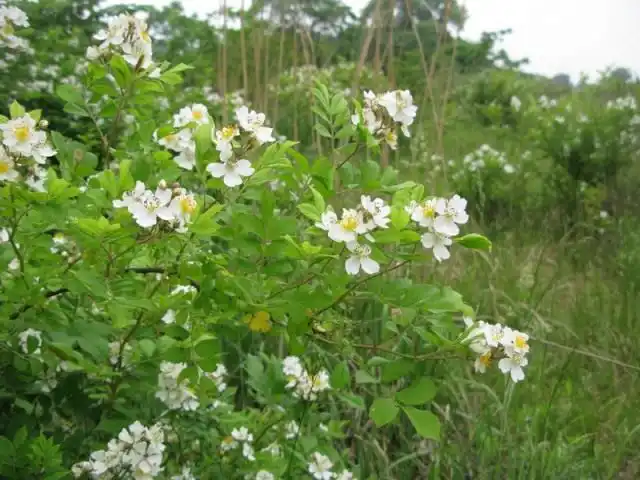 Шиповник многоцветковый (Rosa multiflora)