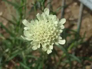 Скабиоза бледножёлтая (Scabiosa ochroleuca)