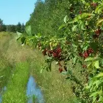 Черёмуха виргинская с плодами