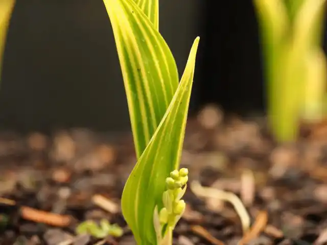 Ландыш майский «Вик Павловскис Голд»