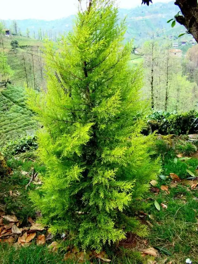 Кипарис (Cupressus)