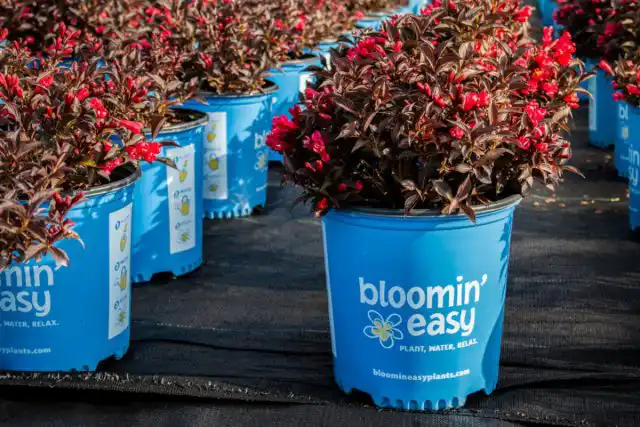 Лучшее время для посадки вейгелы – весна, но кустарники в контейнерах можно сажать весь сезон – даже в середине лета