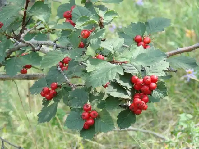 Глід криваво-червоний. Догляд,