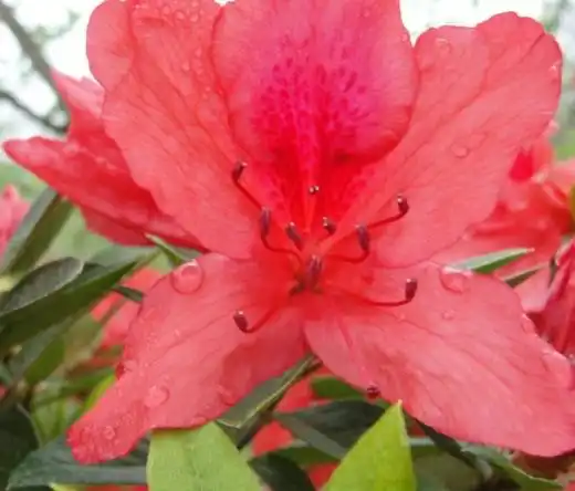 Рододендрон (Rhododendron)