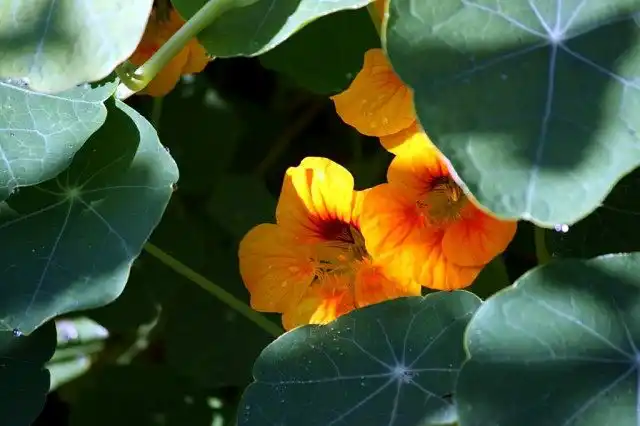 Настурция (Nasturtium)