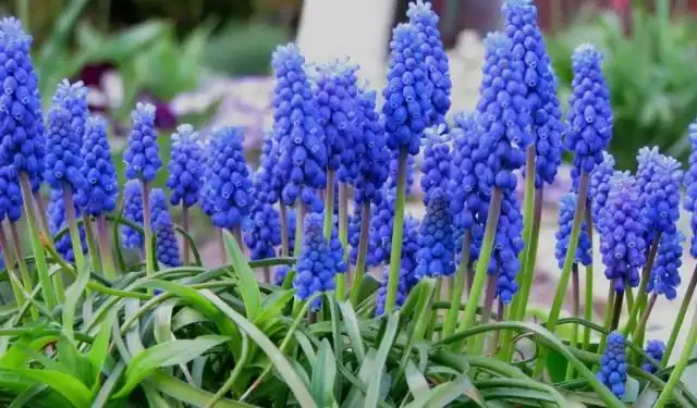 Мускари (Muscari)