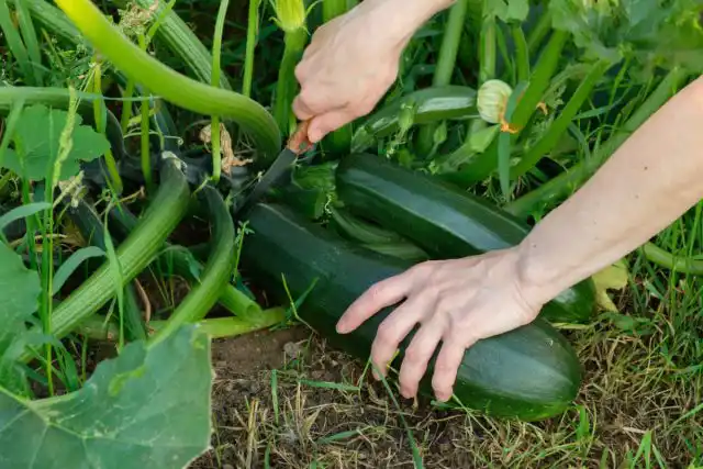 И не забывать регулярно собирать кабачки.