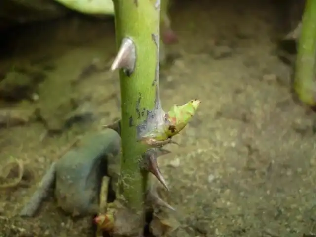 Укоренившийся черенок розы с распускающимися почками