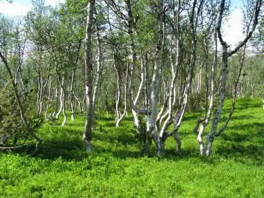 Береза. Догляд, вирощування,