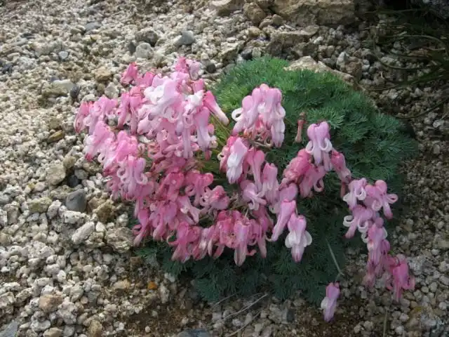 Дицентра (Dicentra)