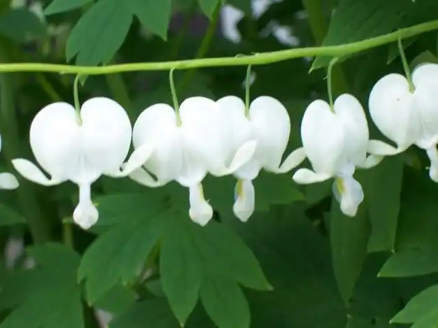 Дицентра (Dicentra)