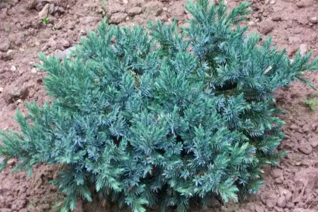Можжевельник (Juniperus)