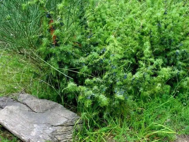 Можжевельник (Juniperus)