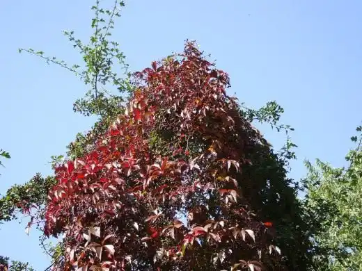 Девичий виноград