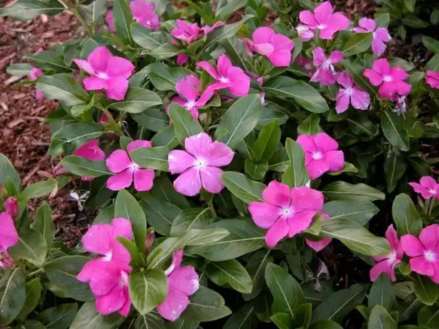 Катарантус розовый, или Барвинок розовый (Catharanthus roseus)