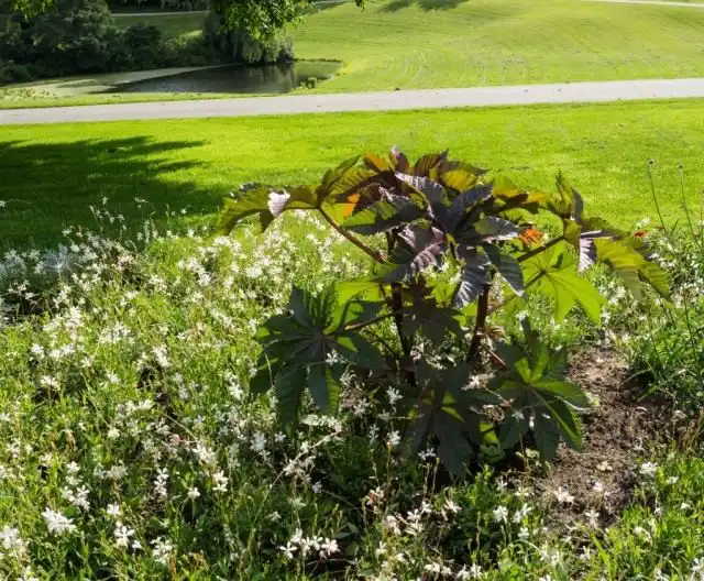 Клещевина обыкновенная (Ricinus communis)