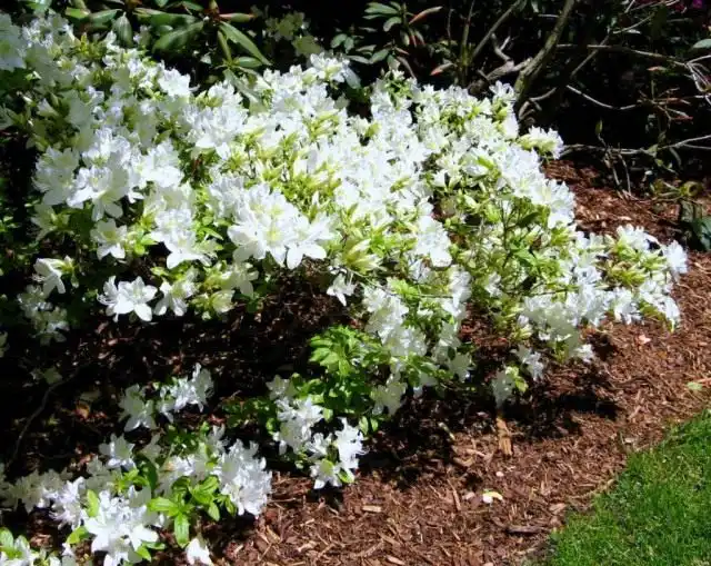 Рододендрон (Rhododendron)