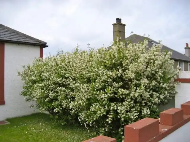 Чубушник, или Садовый жасмин (Philadelphus)