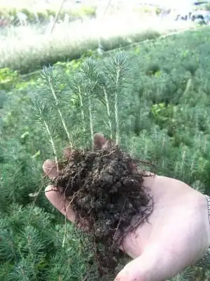 Сеянцы голубой ели