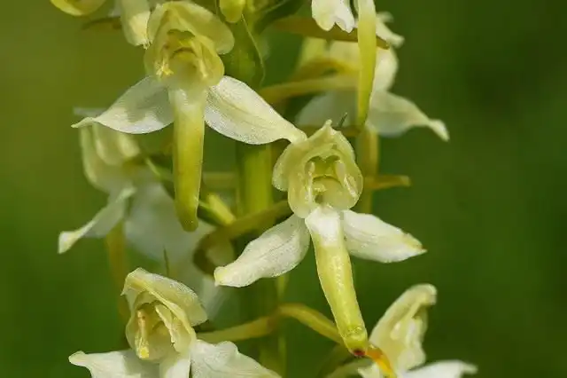 Любка двулистная (Platanthera bifolia)