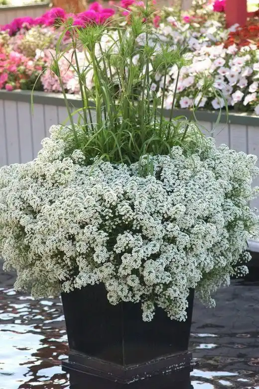 Алиссум (Alyssum)
