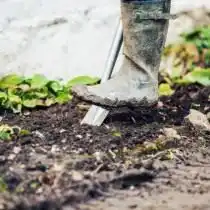 Перекапываем землю в месте посадки роз