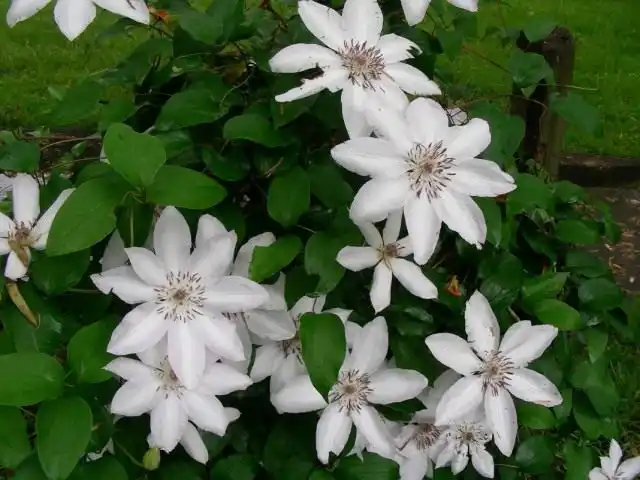 Клематис шерстистый, или Клематис ланугиноза (Clematis lanuginosa)