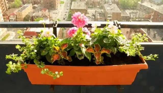 Георгина на балконе