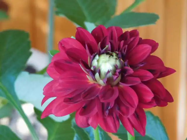 Георгина бордюрная «Melody Mambo»