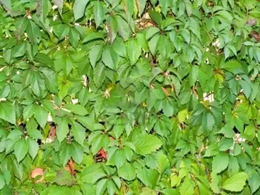 Способ вертикального озеленения