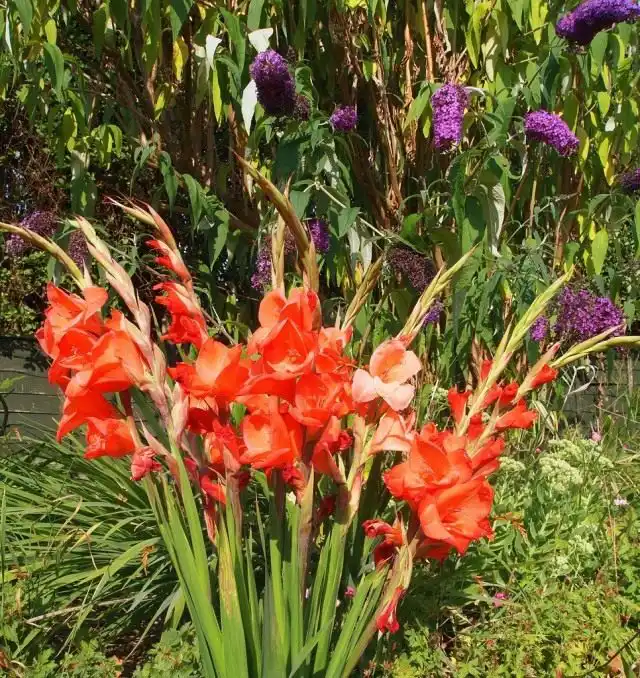 Гладиолус (Gladiolus)